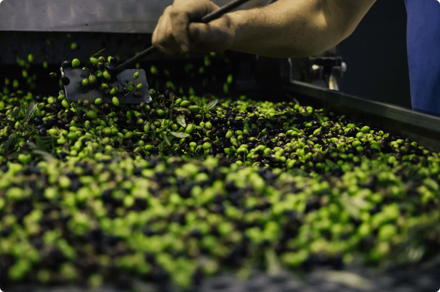 hoe wordt pomace olijfolie gemaakt