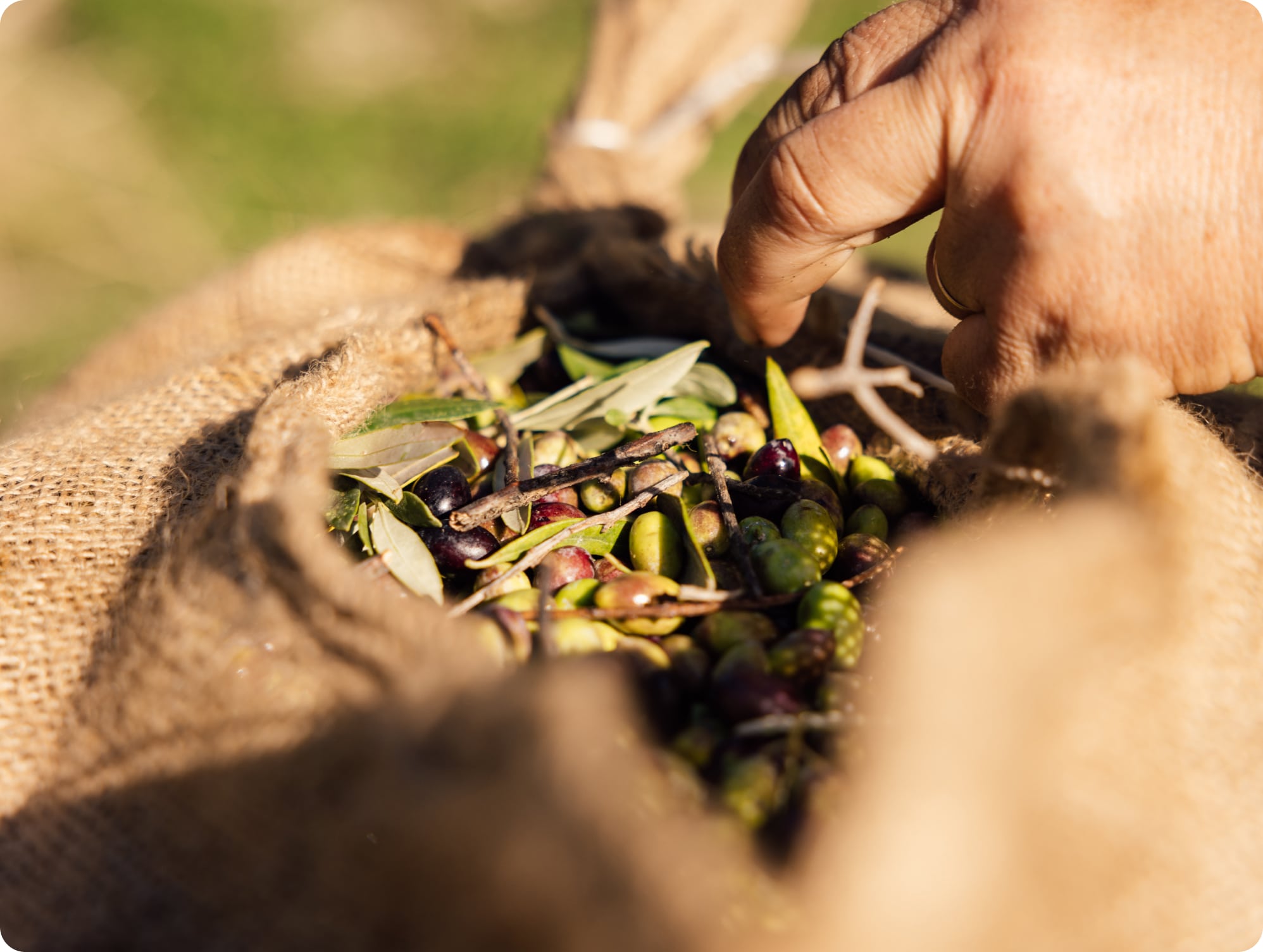 Is pomace olijfolie gezond