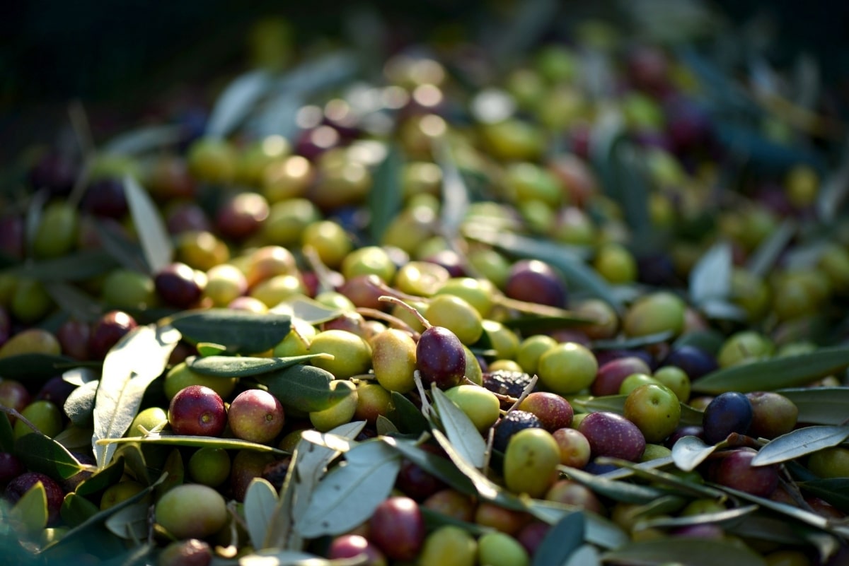 xylella