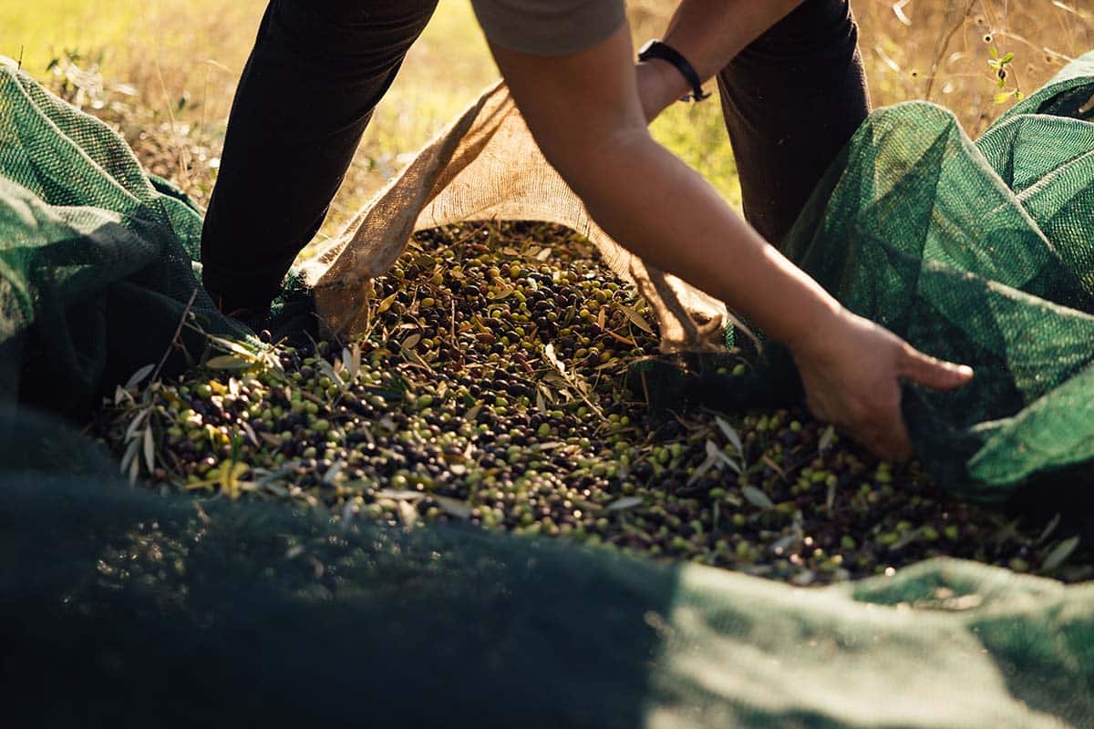 wat is goede pomace olijfolie