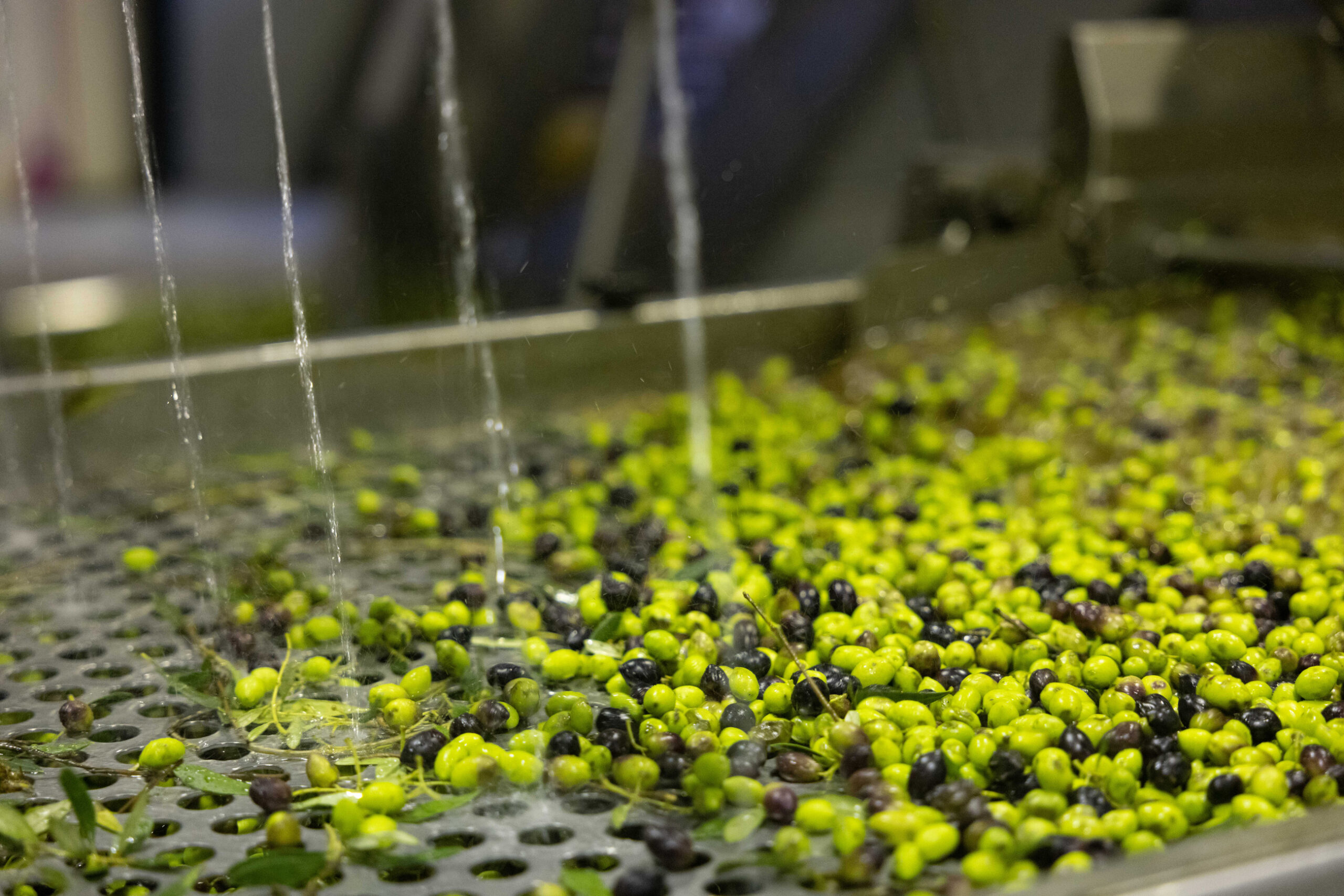 versus andere supermarkt olijfoliën