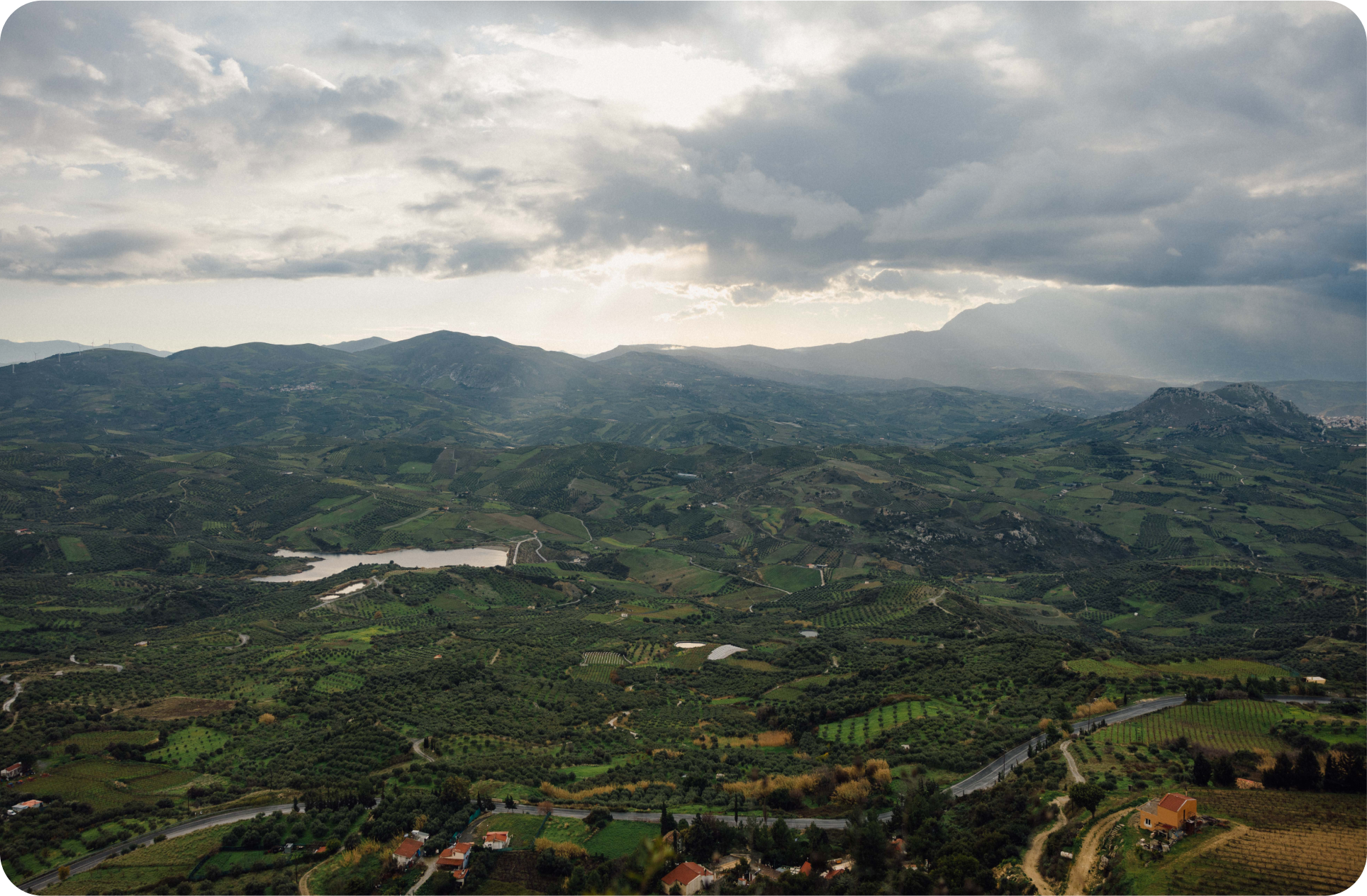 Welk land heeft de beste olijfolie?